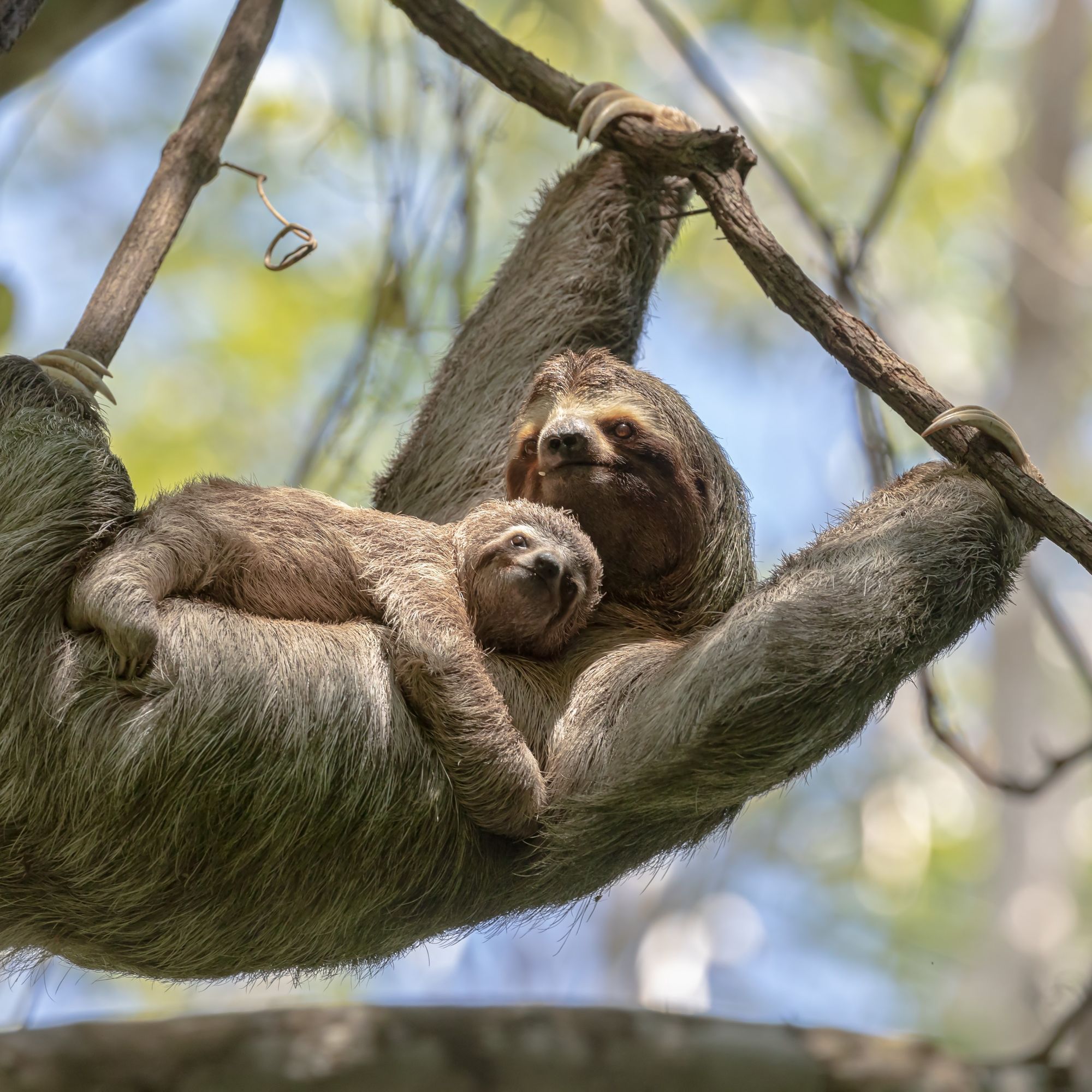 Two sloths hanging from a tree in Costa Rica, linking to www.bahighlife.com.