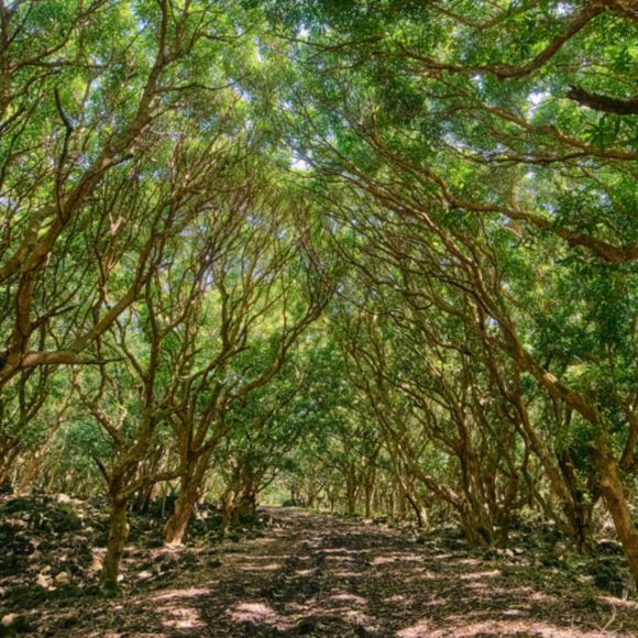 Sunlight peeking through the forest canopy at Bras d’Eau National Park in Mauritius, linking to BA High Life site.​