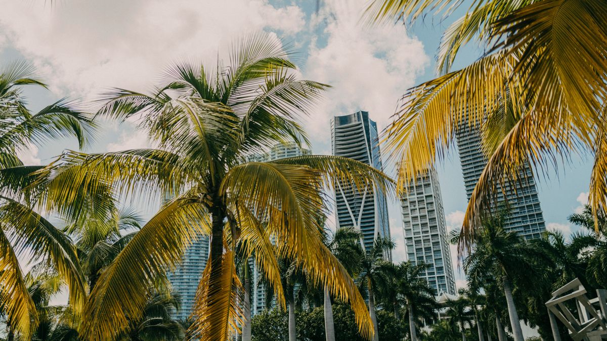 Skyscrapers peeping through palm trees in Miami, links to BA High Life .com.