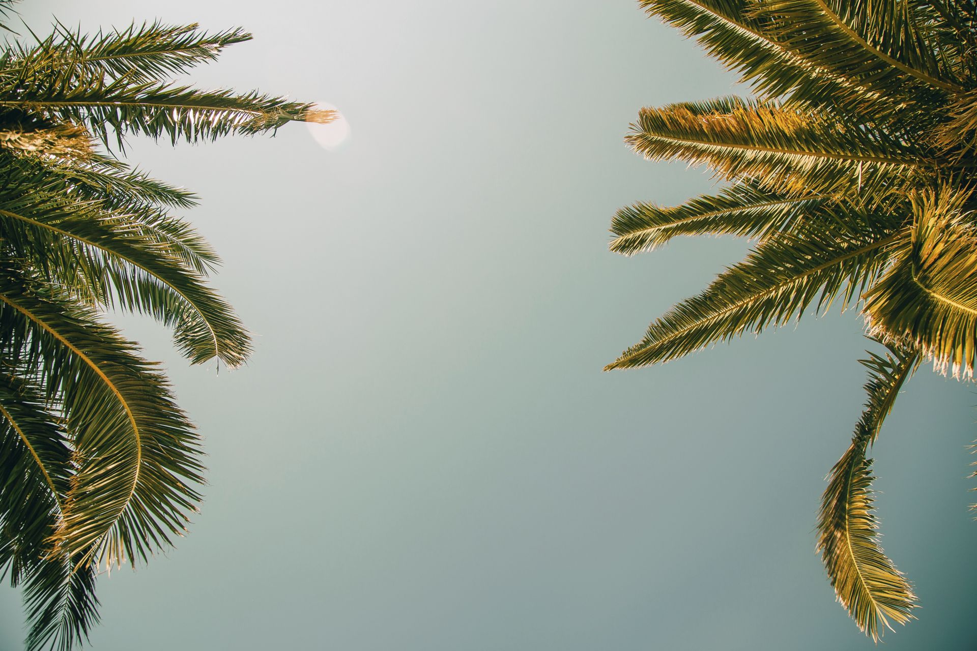 Upwards view of palm tree leaves blue and clear sky.
