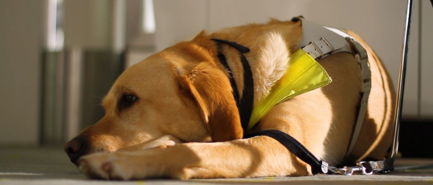 British airways pets sales in cabin