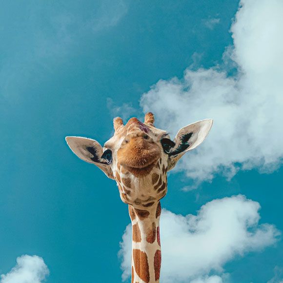 Looking up at a giraffe in Nairobi, linking to BA High Life site.